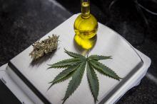 Na imagem de Adriano Vizoni, vê-se uma folha de cannabis ao lado de uma flor seca, acompanhadas de um recipiente de cannabdiol, seu óleo derivado.